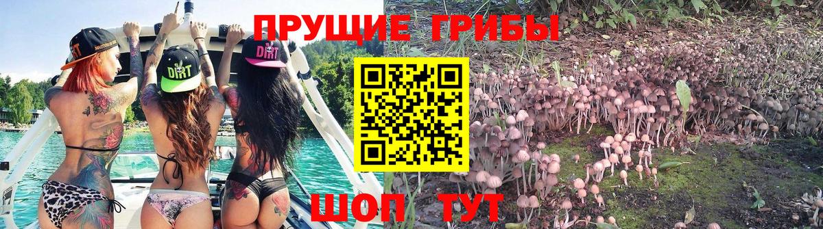 Верхняя Салда  Псилоцибиновые грибы Psilocybine cubensis  Вход с VPN 